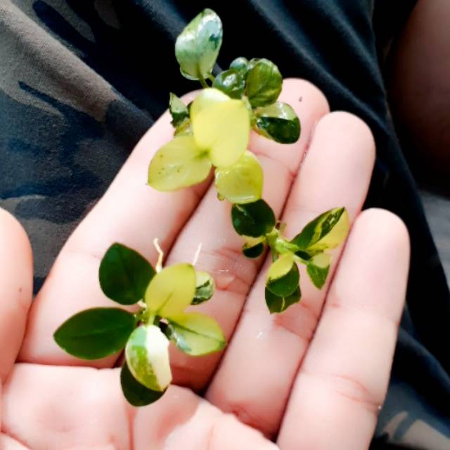 Anubias panda white belang pesanan ce kasim