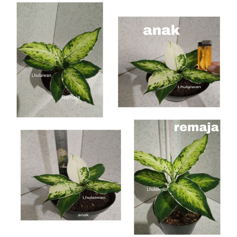 Tanaman hias difen varigata / difen lukisan cinta