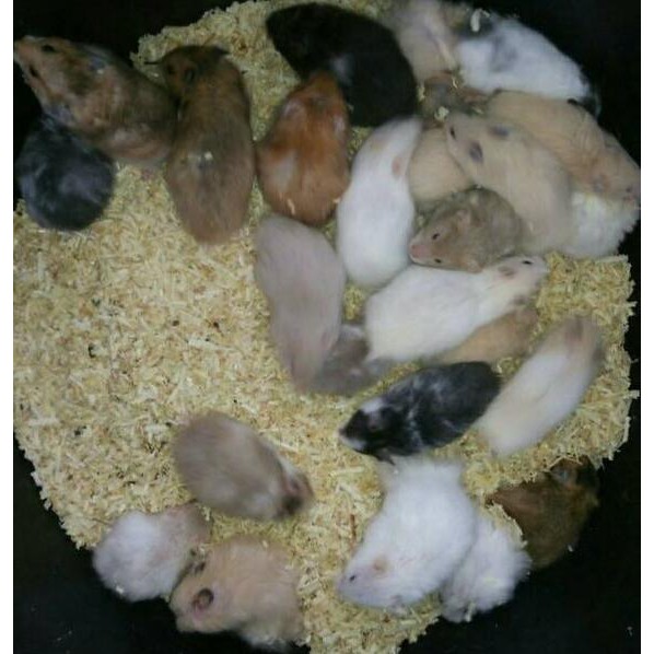 Lagi Tren Hamster Syrian Lh Gosend Shopee Indonesia