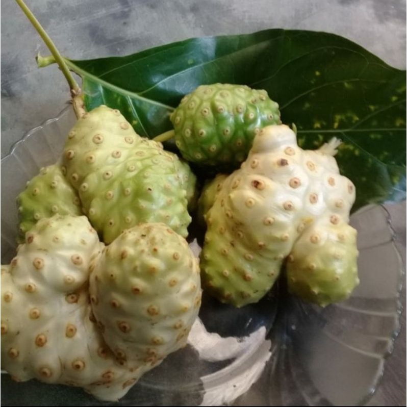 

buah pace mengkudu fresh /500 gram