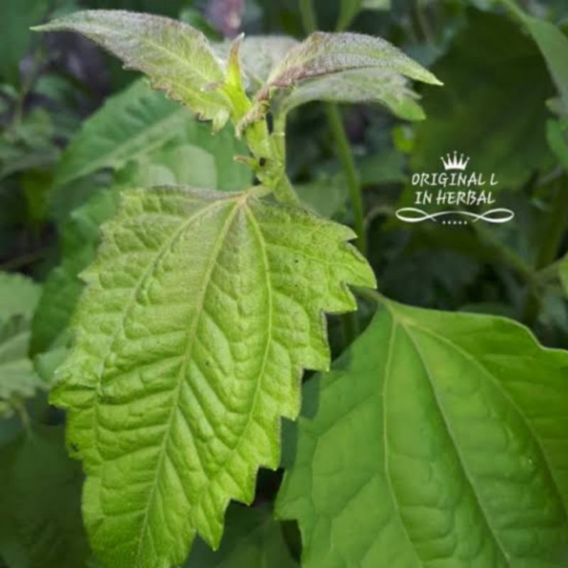 

daun kopasanda segar