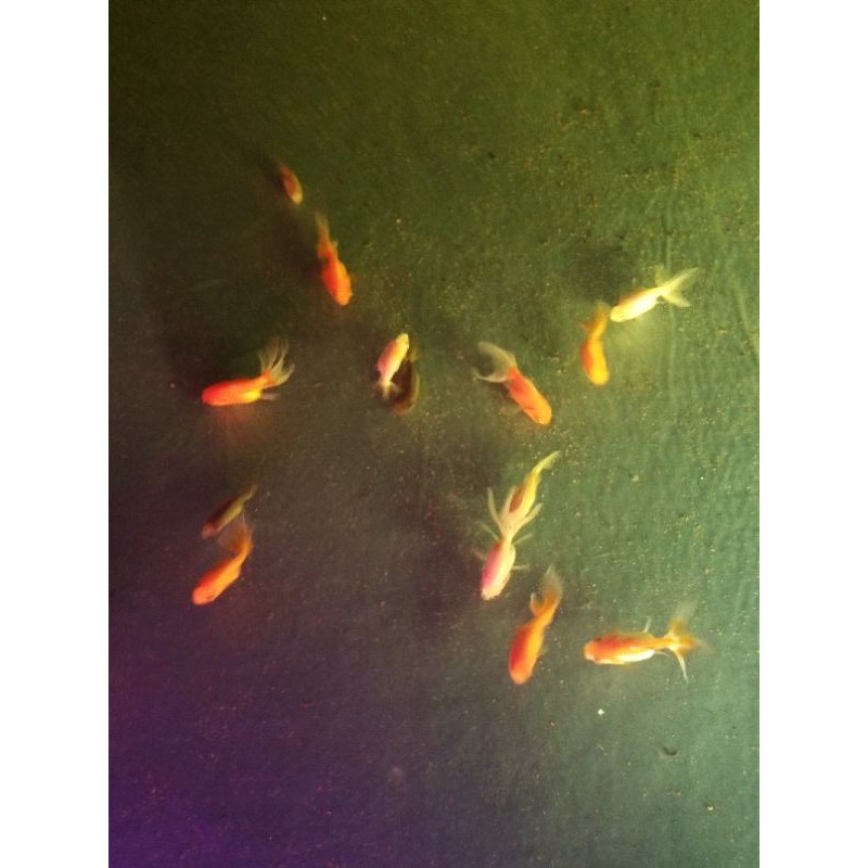 IKAN HIAS MAS KOKI ORANDA