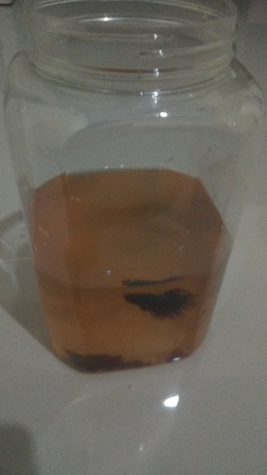 Toples 2 Liter Tanpa Tutup Eceran Terlaris / Toples Cupang