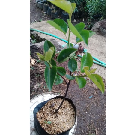 Bibit Buah Pir rajin berbuah