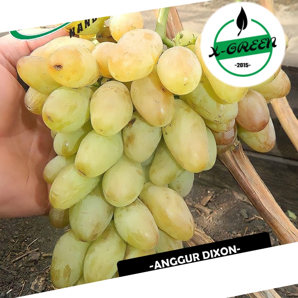 Pohon Buah Anggur Import Dixon - (X-Green)