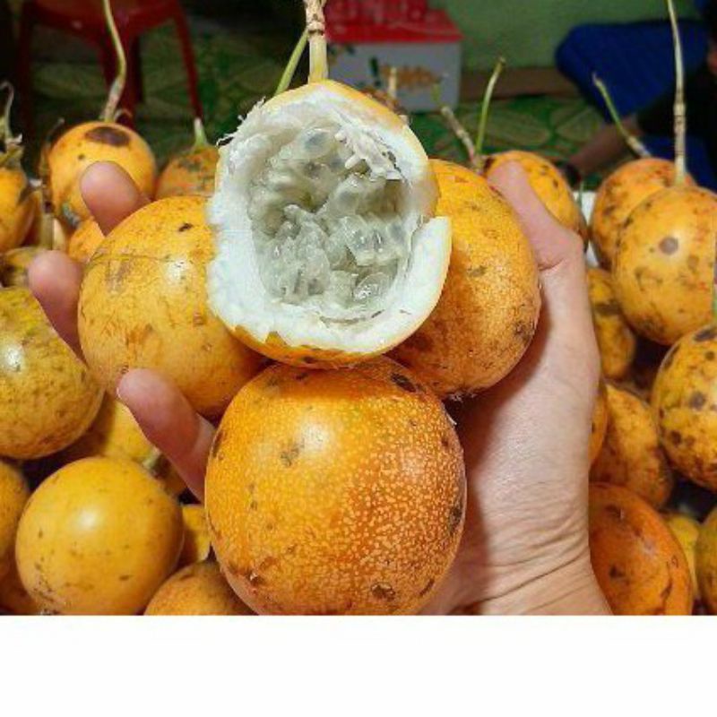

12.12 Promo buah markisa 1kg