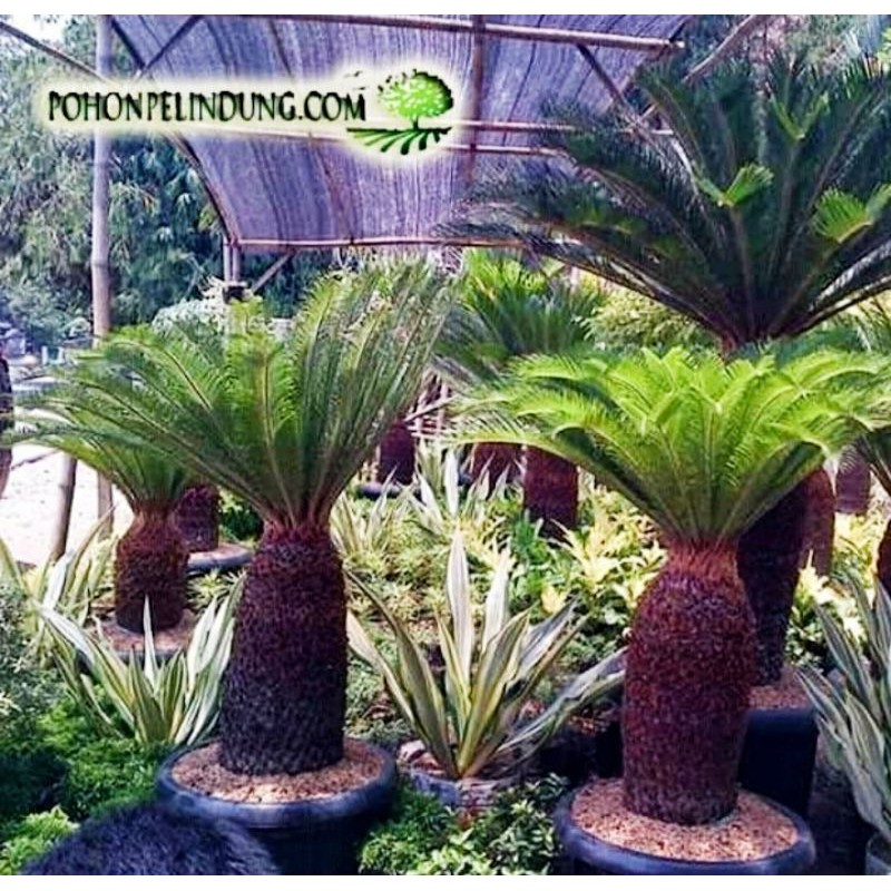 tanaman hias palem sikas /pohon palem bonsai