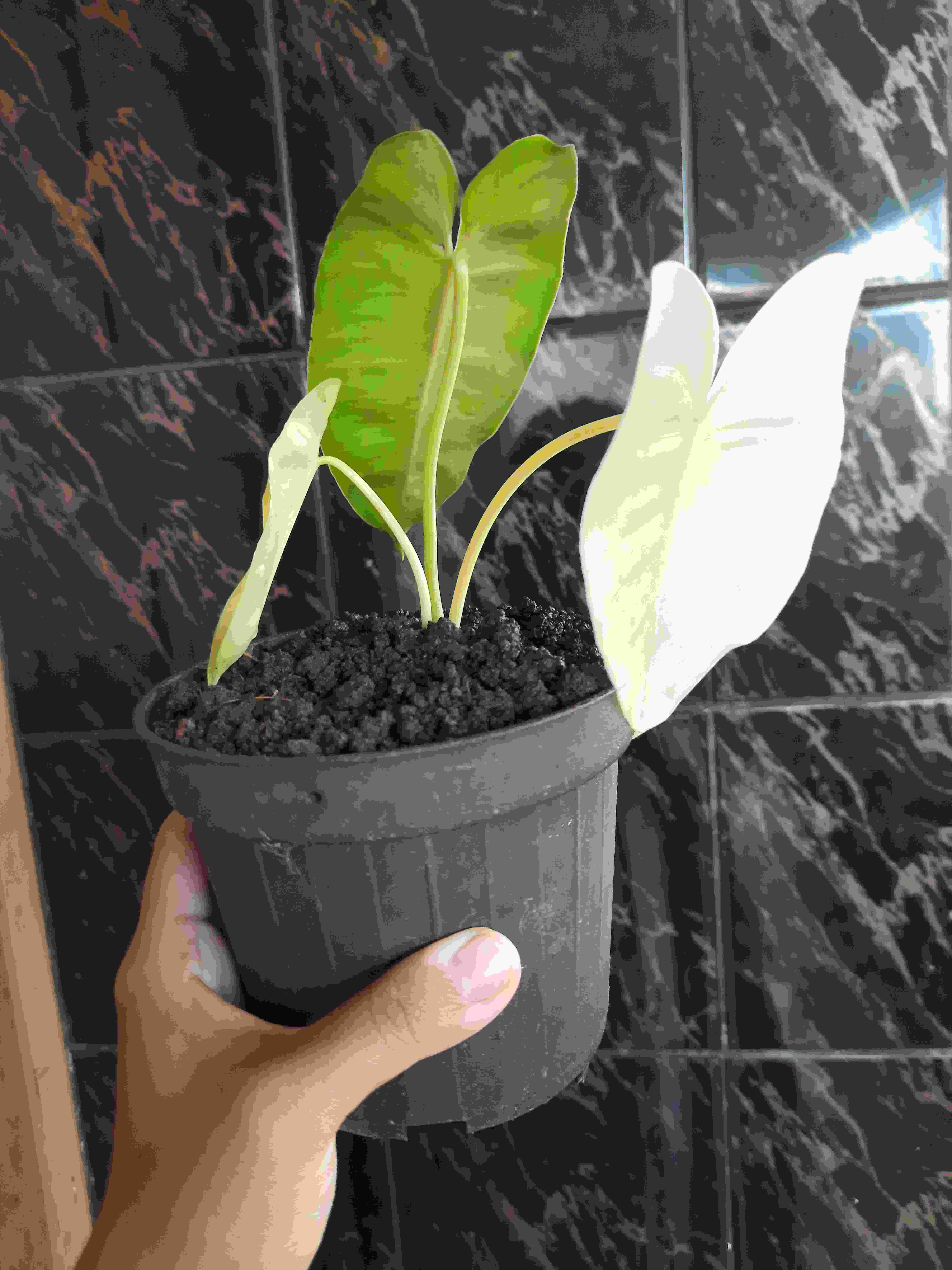 Tanaman Hias Philodendron Burle Marx/brekele Varigata.