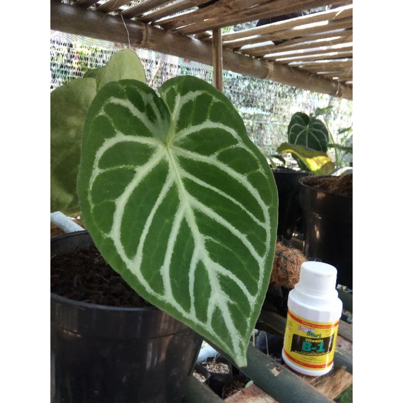 kuping gajah mangkok dorayaki batang kotak #kupinggajah #dorayaki #batangkotak