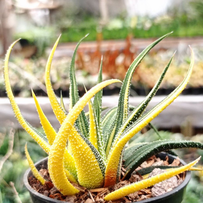 haworthia limifolia variegata
