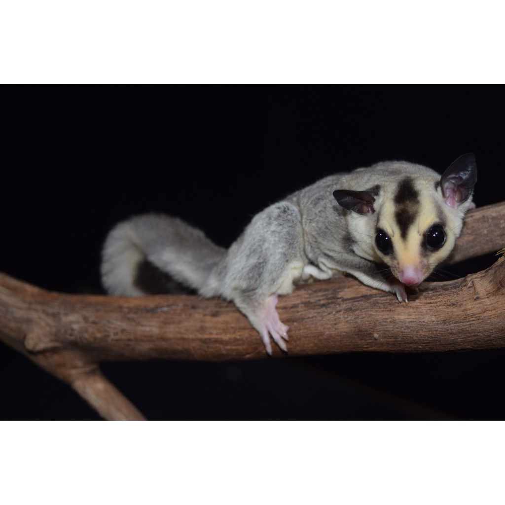 Sugar Glider White Face Het Leucistic Shopee Indonesia