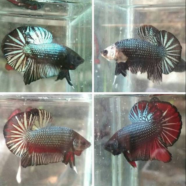 Ikan Cupang Giant Besgel Shopee Indonesia