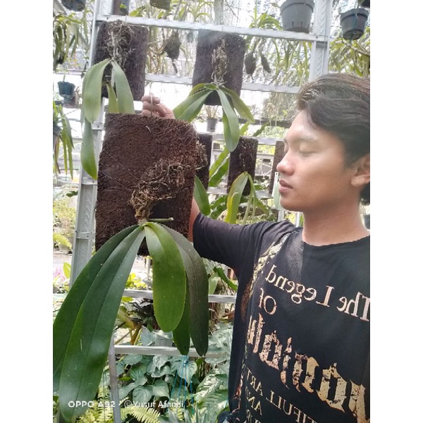 Phalaenopsis Amabilis jumbo