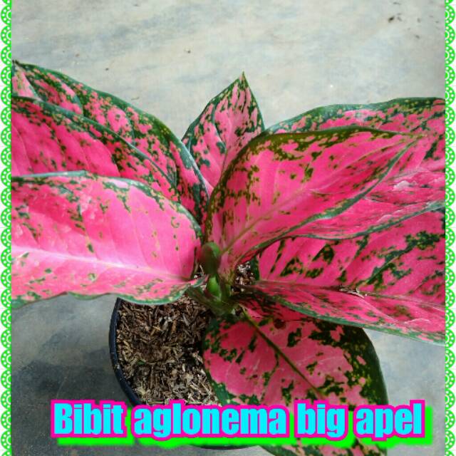 Bibit aglonema big apel