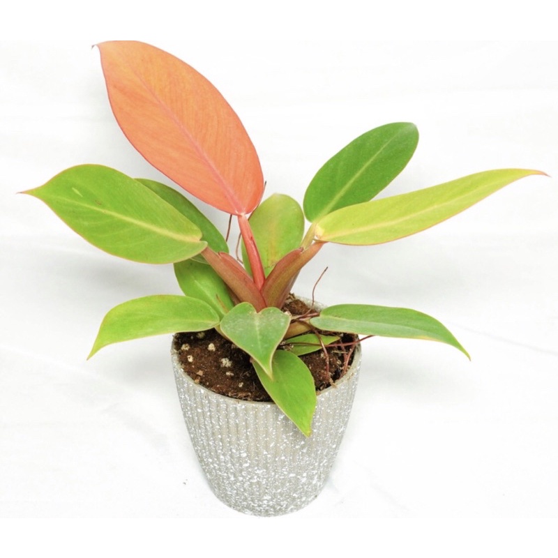 Tanaman hias Philodendron Prince of orange