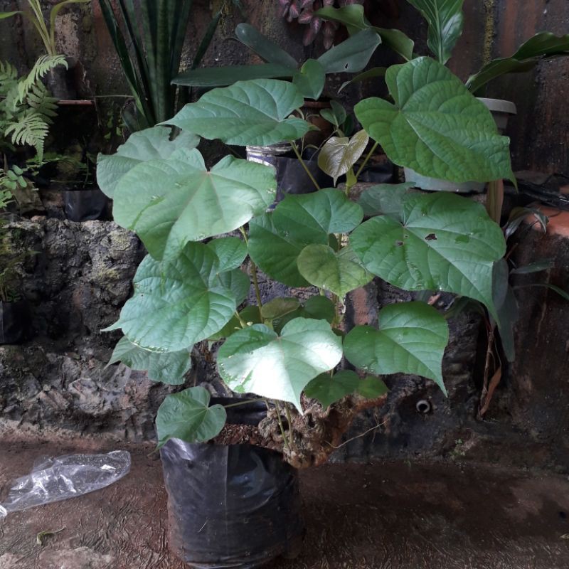 bonsai pohon waru pucuk merah