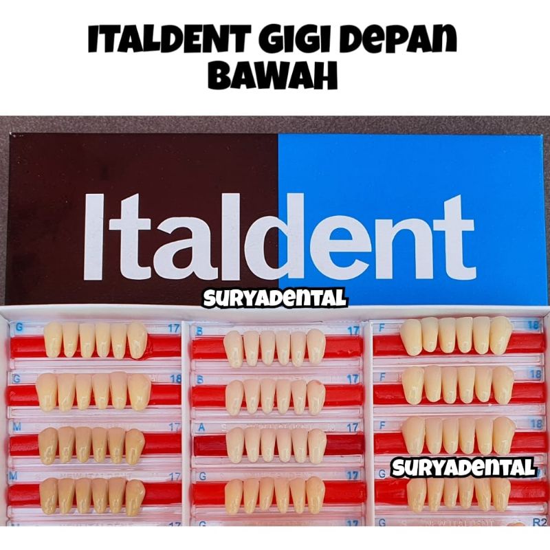 ITALDENT Gigi Depan BAWAH / Lower Anterior / Gigi Palsu