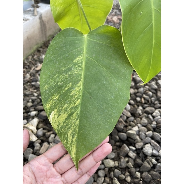 Monstera Marmorata ekonomis