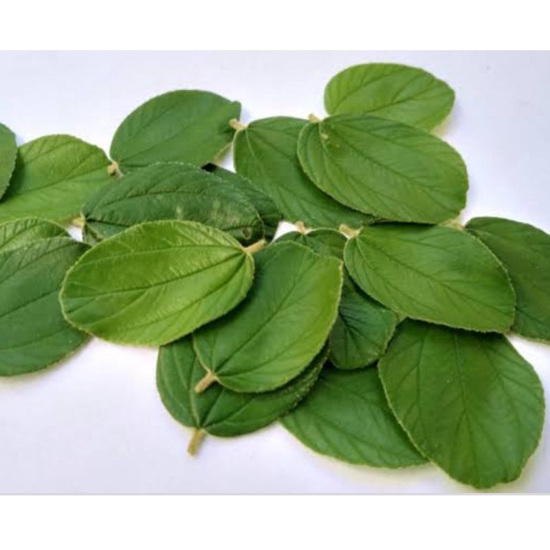 

Daun Bidara Kering Fresh & Kering 15 gr