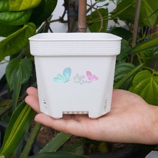 Pot Kotak Besar Sofi L 10CM Putih Tebal Pot Kaktus Mirip Juos Juoss Mini Pot Sofi Putih 10 Cm