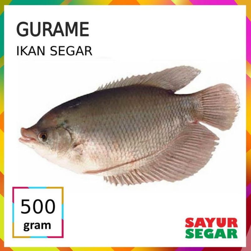 

500 gram gurame fresh segar sudah bersih siap masak
