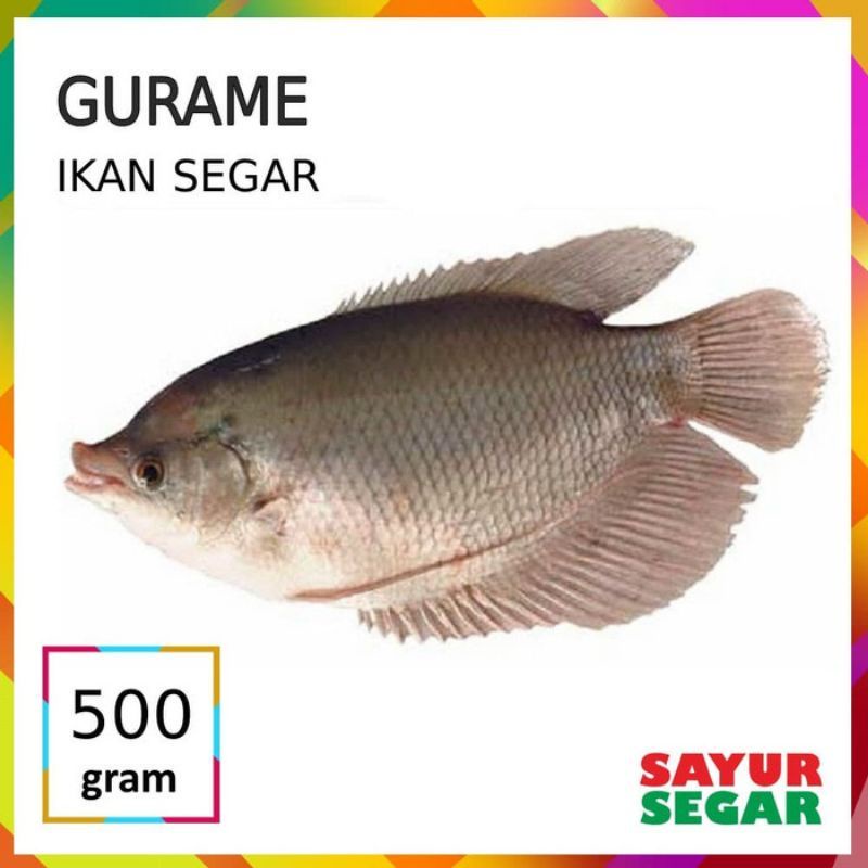 500 gram gurame fresh segar sudah bersih siap masak