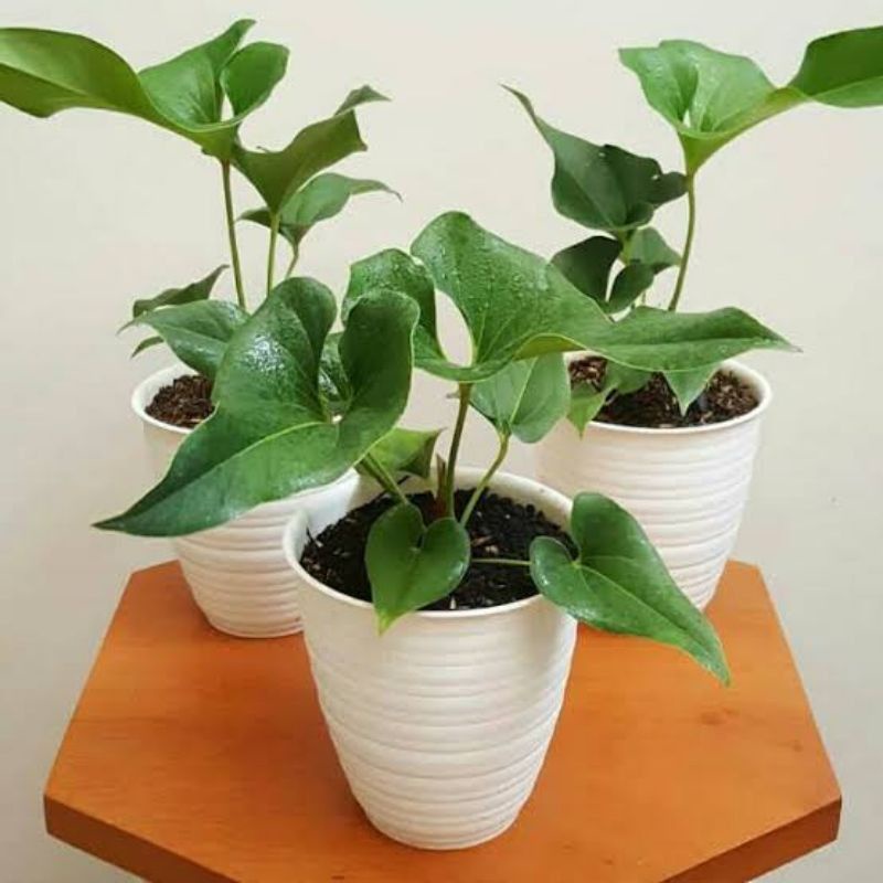 DIARY PETANI - Anthurium Corong Anthurium Brownii Anakan