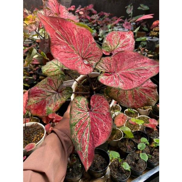 Keladi Anoman Obong anakan