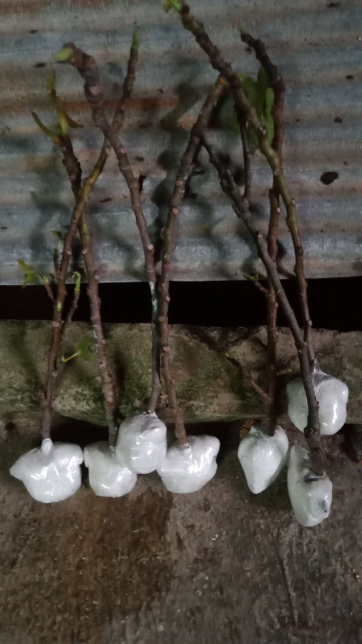 Bibit Buah Tin Verte Fc