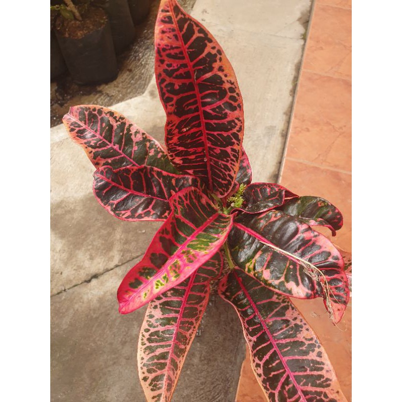 Tanaman hias puring grass pink