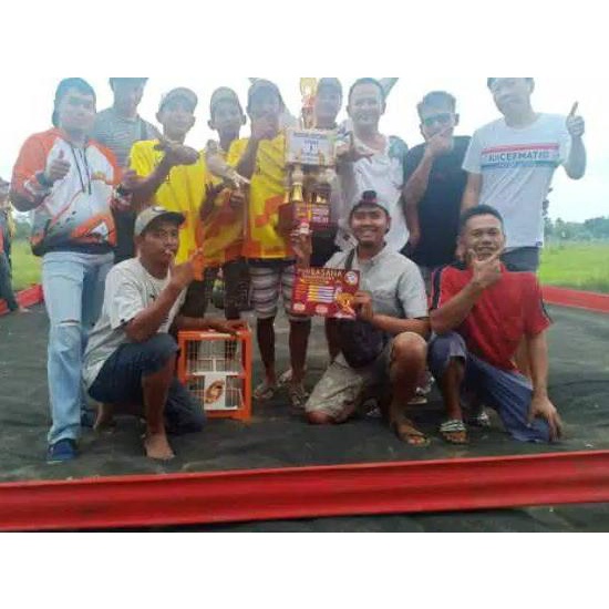 【Penjualan Terbaik】✅COD Jamu RJB jamu merpati RJB Merpati Tinggi kolongan isi 100 BUTIR produck terb