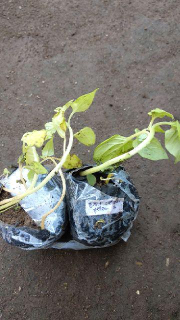 Paket Hemat Bibit Stek Batang  Tanaman Bunga Krokot Portulaca Mixeds Colort Isi 90stek