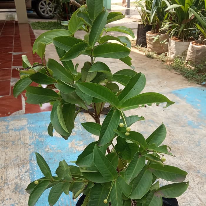 pohon jambu kancing - bibit jambu kancing