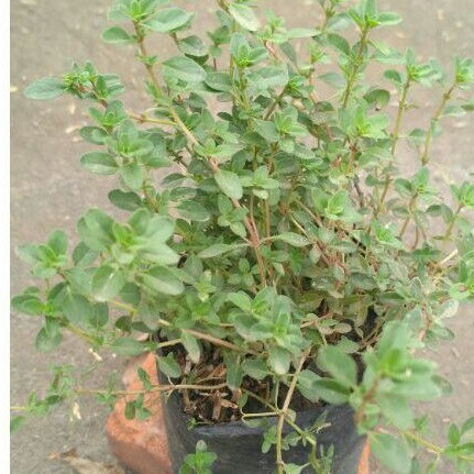 Bibit thyme