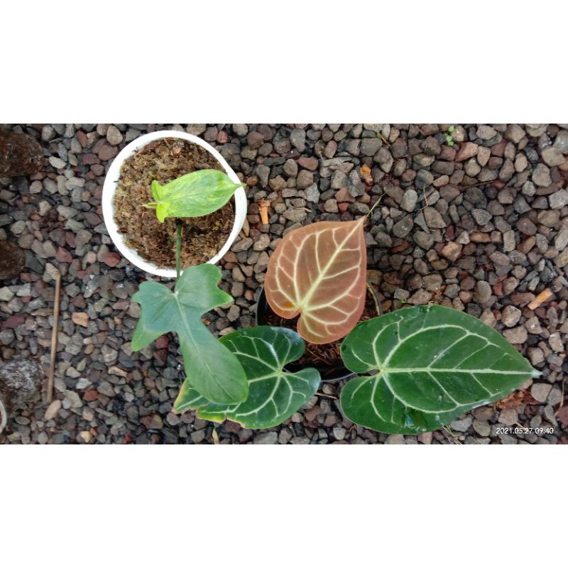 anthurium magnifikum x dresleri vs ph. florida beuty