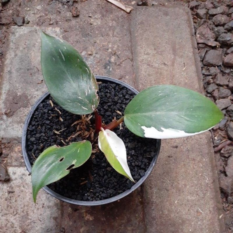 philodendron white knight