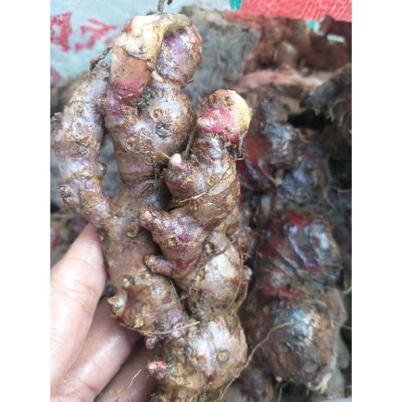 

Jahe Merah Paling dicari Terlaris !!
