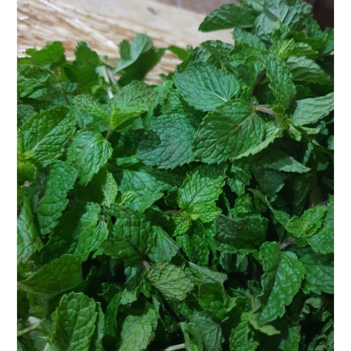 

♧ DAUN MINT FRESH 100 GRAM ♧