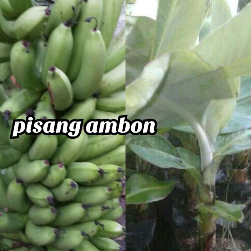 bibit pisang ambon super