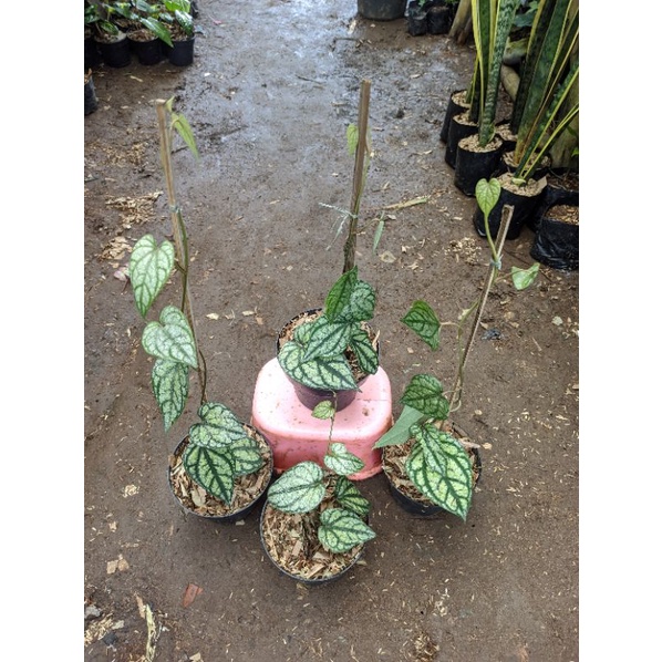 sirih silver piper sylvaticum