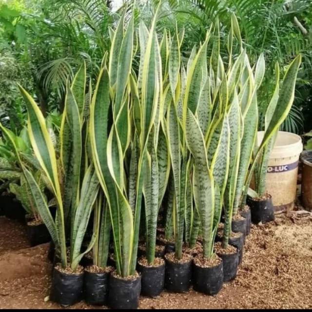 Tanaman hias sansivera tinggi 1meter-lidah mertua