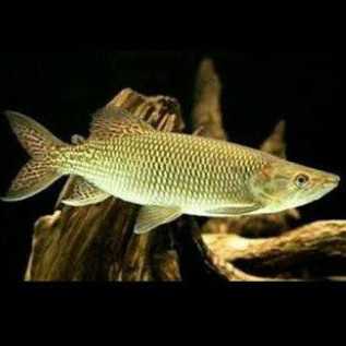 Hepsetus Odoe Pike African Characin Hepsetidae 