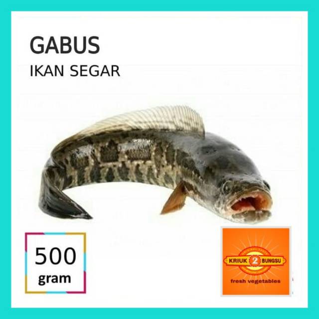 

Ikan gabus
