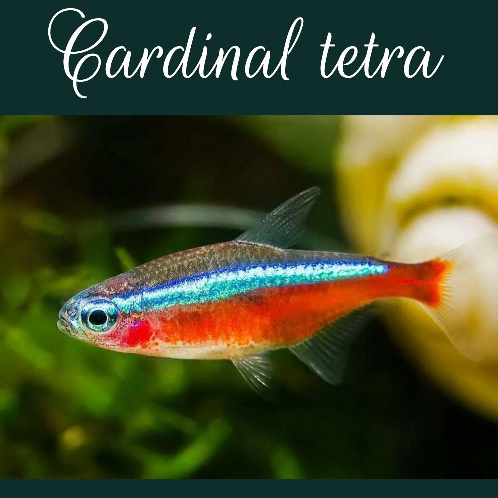 Jual Cardinal Tetra Ikan Hias Aquascape Aquarium Schooling Fish Indonesia Shopee Indonesia