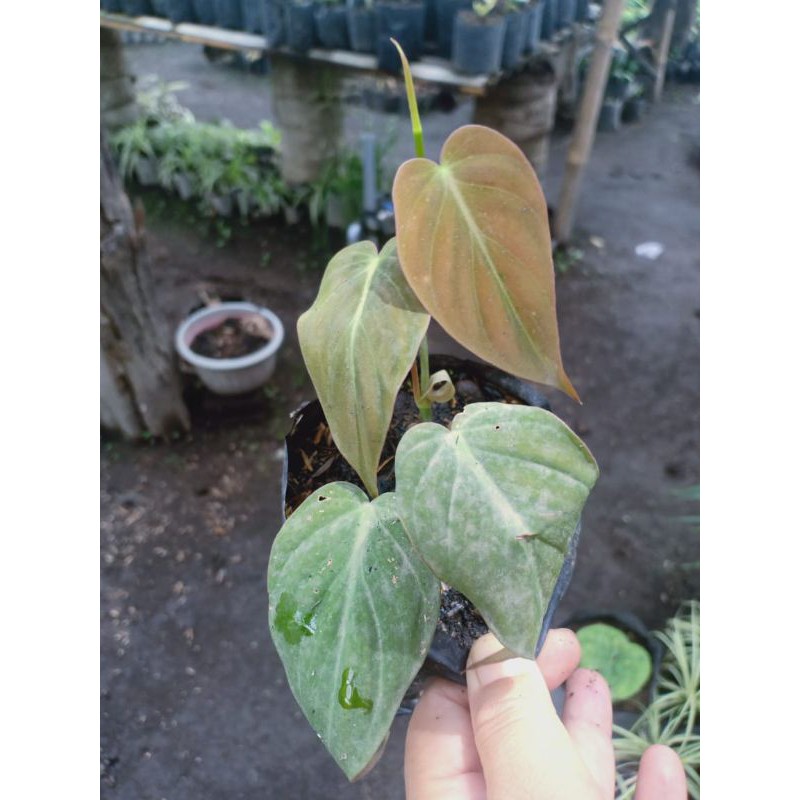 TANAMAN SIRIH MAICAN