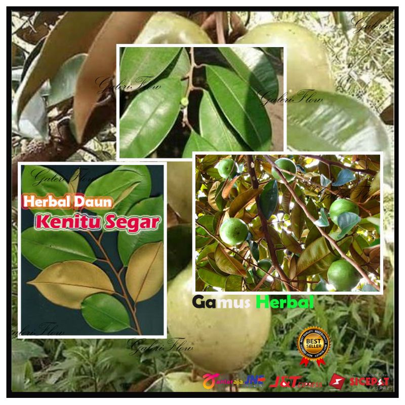 

DAUN HERBAL KENITU SEGAR