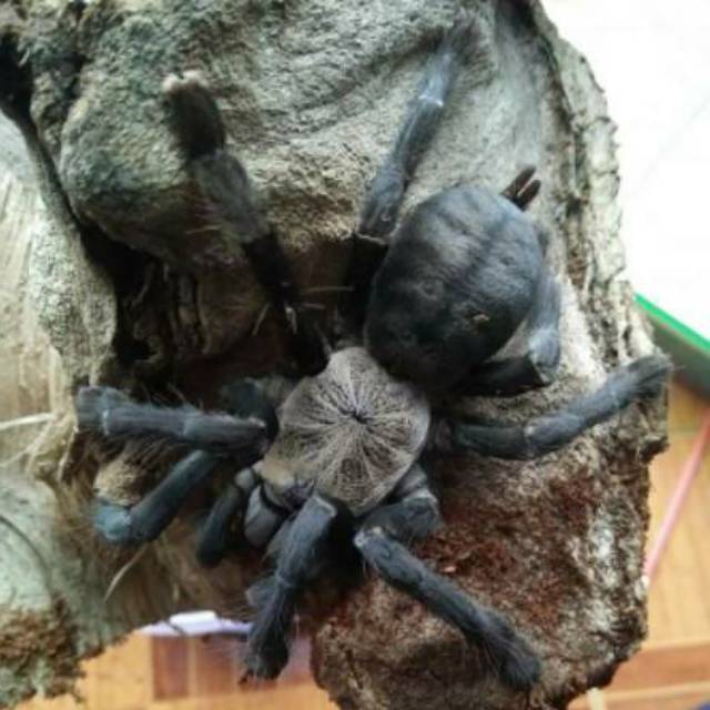 Figure Cyriopagopus Sp. Hati Hati adult Female iklan L597