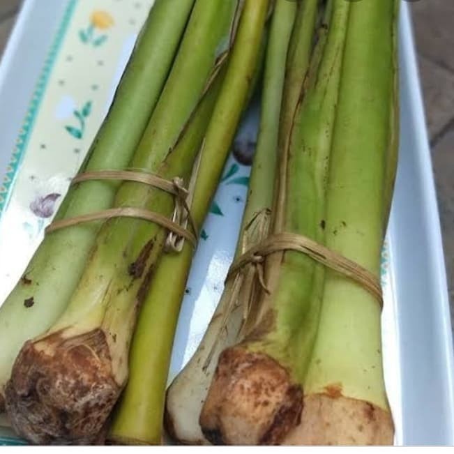 

batang talas / lompong batang sayur 4batang perikat batang tidak gatal bisa dimasak