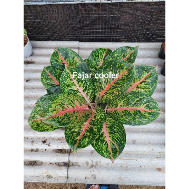 Aglonema Big Papa Tanaman Hias Aglonema Big Papa