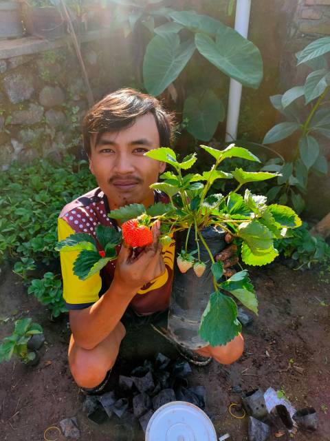 Bibit Tanaman Strawberry California/Strawberry Jumbo Termurah/ Bibit Stroberi California